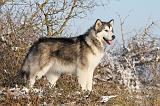ALASKAN MALAMUTE 080